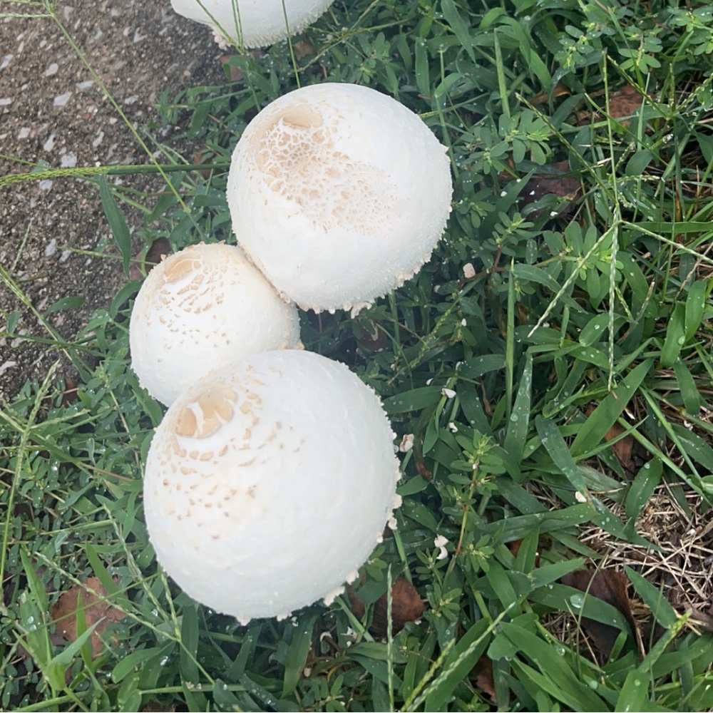 Whimsiesimsie is live!🧡🍄🌻 - Picture 5 of 6